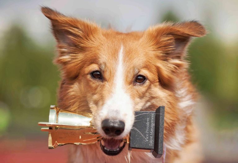 Close-up of a fluffy brown and white dog holding a golden trophy in its mouth, against a blurred outdoor background. The trophy has an engraved plaque on the front.